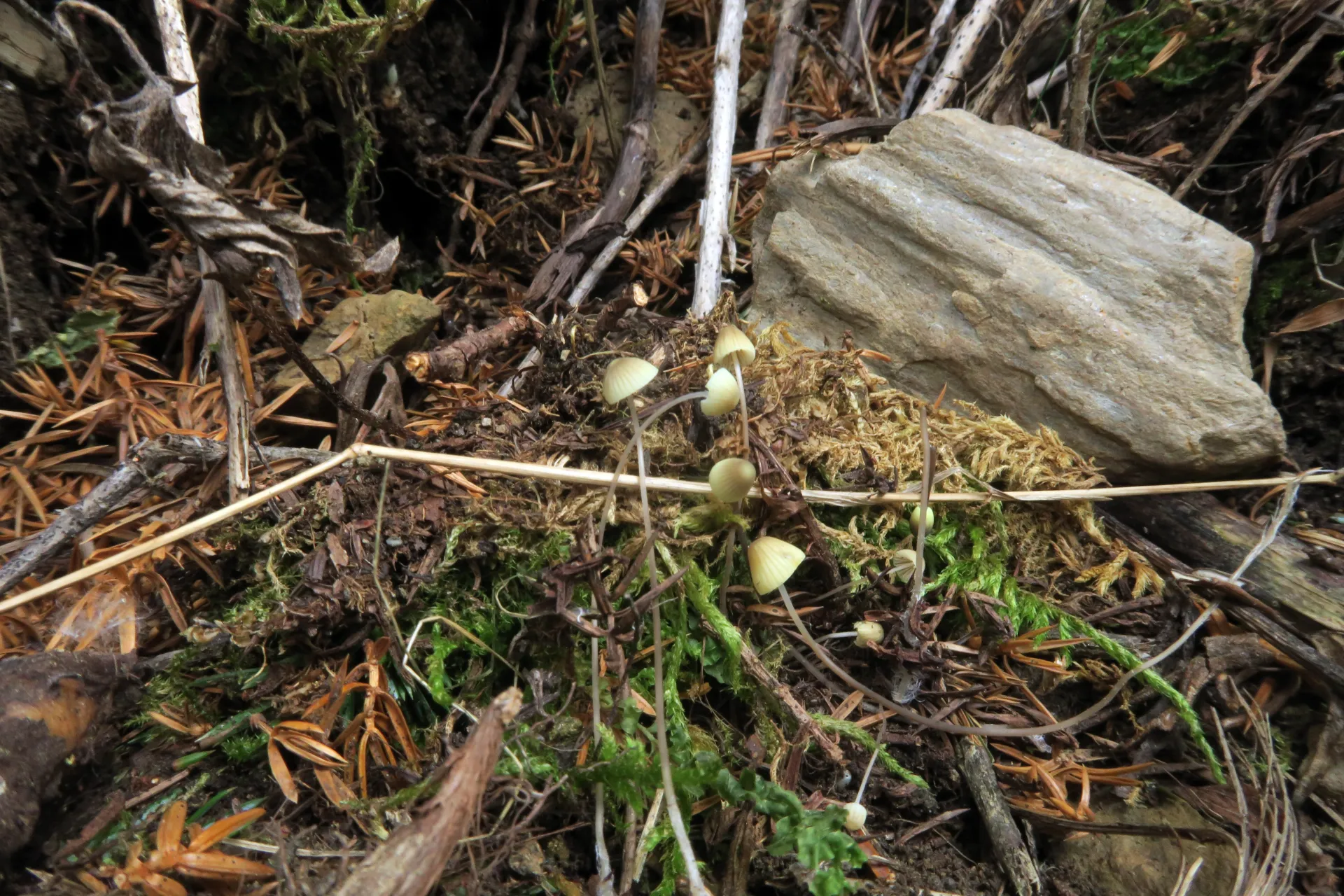 Mycena citrinovirens - 1 - IMG_4599